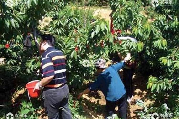 怎样自制氮磷钾肥,怎样施肥效果好