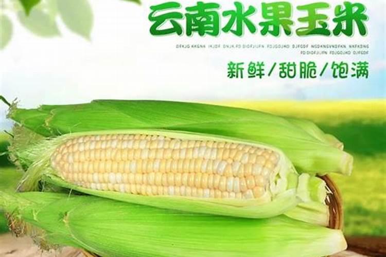 甜玉米后期施什么肥 施肥技术有哪些