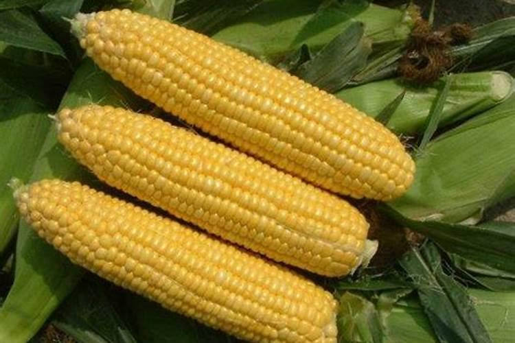 种植玉米用什么钾肥