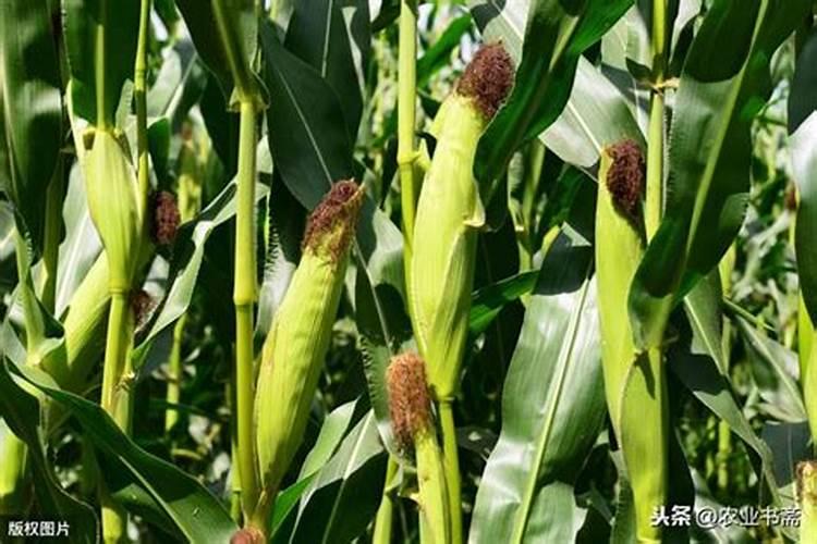 种植玉米如何平衡施肥？