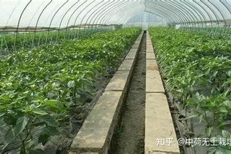 以色列巴格尔功能肥  进口水溶肥和国产水溶肥三大区别