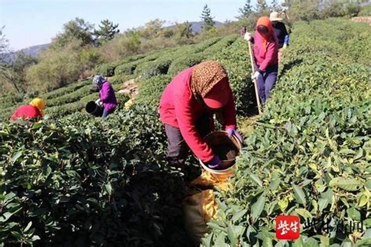 茶树用什么肥料好