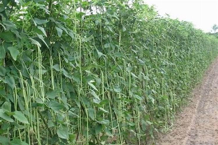 豇豆定植后如何管理 豇豆应该怎么养护