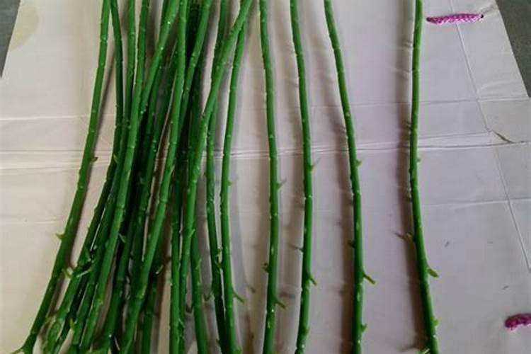 施什么肥能使植物的根、茎粗壮,叶片增厚,变得很有硬度