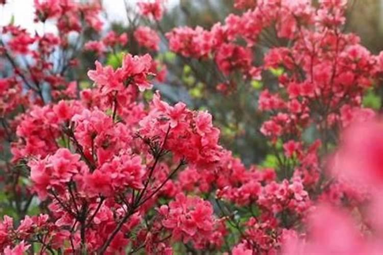 杜鹃花肥制作与使用方法