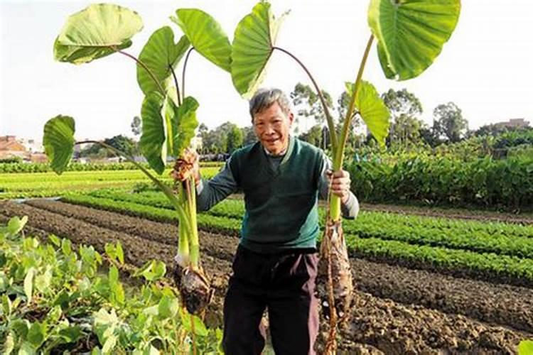 种香芋,一般施用一些什么化肥