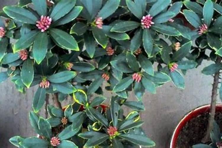怎么防治花椒根腐病？