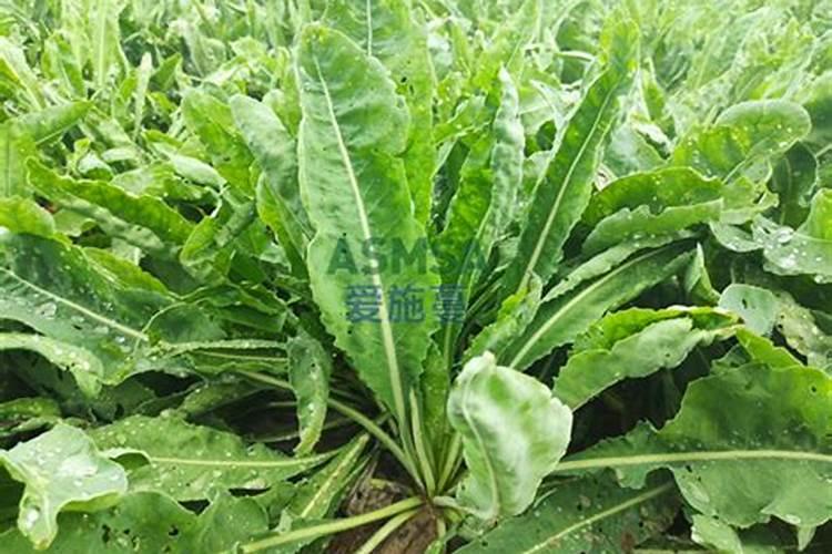 喷了磷肥多久喷钙肥 两者有何特点