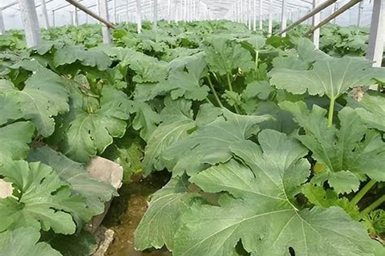 西葫芦挂不住果是什么原因