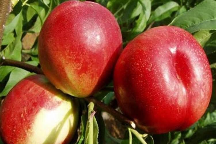 优化技术措施提高棉花苗床供肥能力有什么？