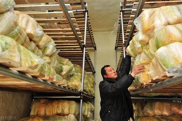 浆果采摘注意事项有哪些 浆果如何保存