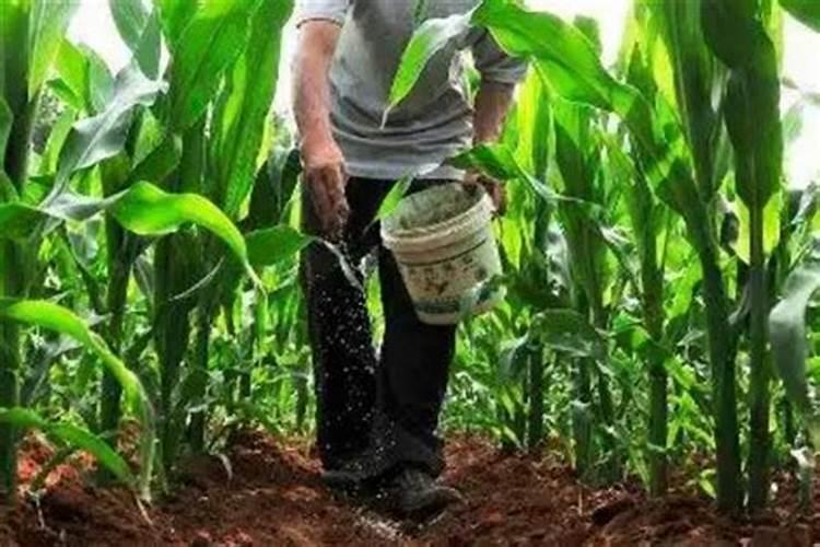 直的黄瓜带黄花是激素瓜吗