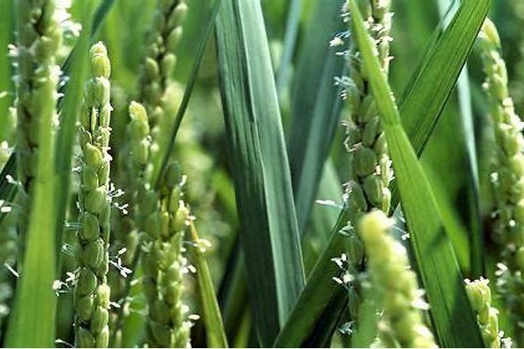 怎么种植水稻产量高 什么时候施钾肥效果好