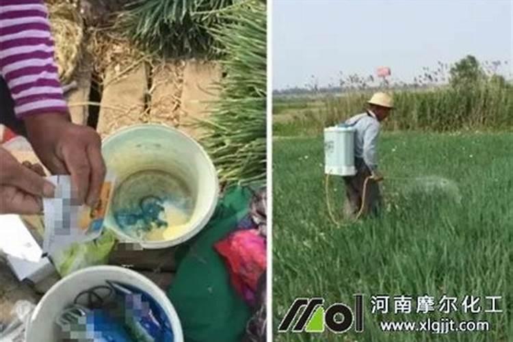 大樱桃对施肥有哪些要求？