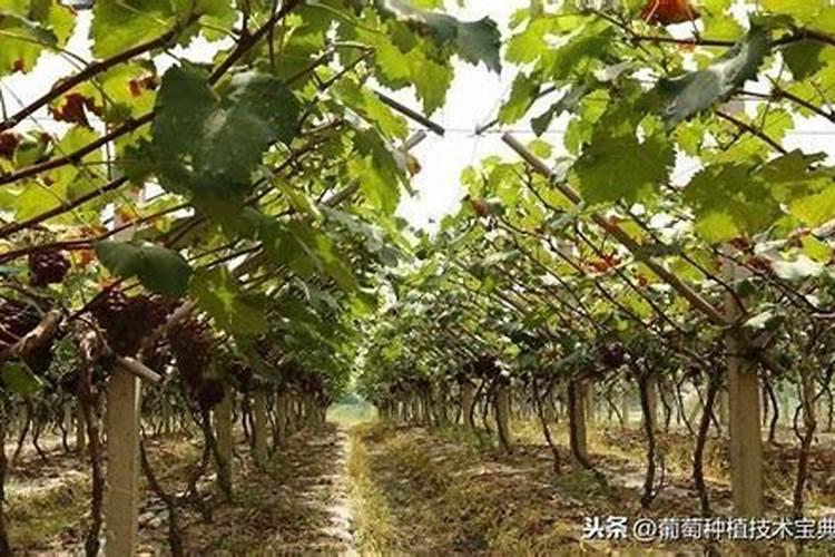 葡萄秋施肥最佳配方秋季怎么施肥最好