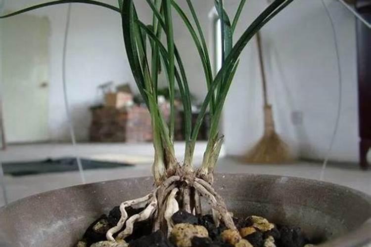君子兰刚抽箭的时候怎样养护