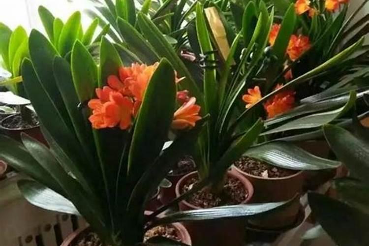 君子兰在抽箭期间还需要施肥吗