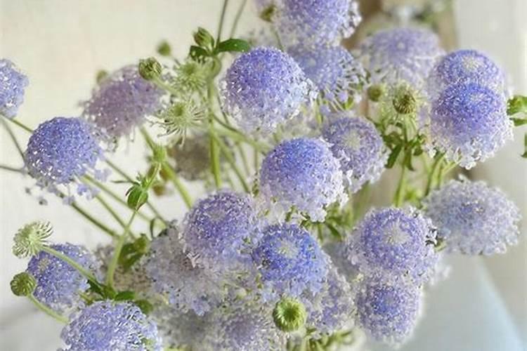 渤海翠珠,可以带狗吗