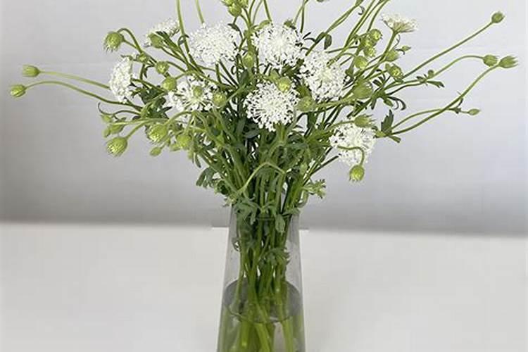 翠珠花可以养几天？