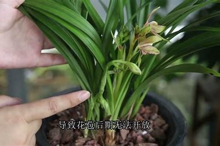 兰花长花径花骨朵了要注意什么