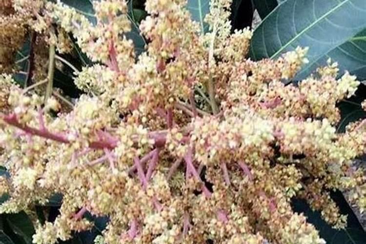 芒果露水斑怎样去防治