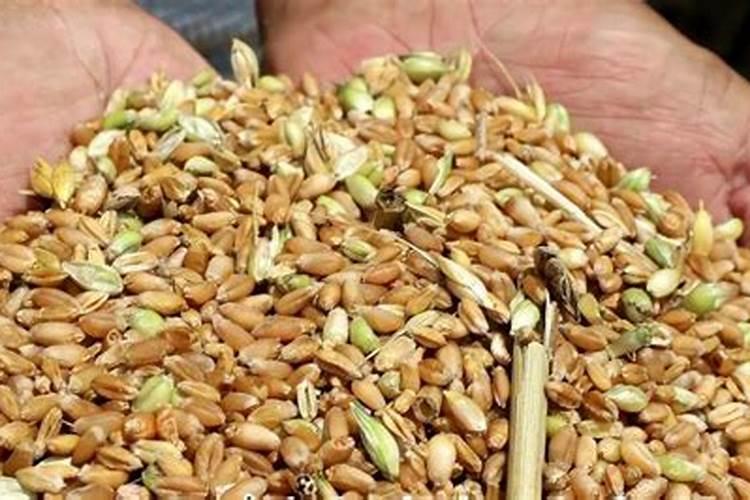 硼肥的用量、作用及使用方法