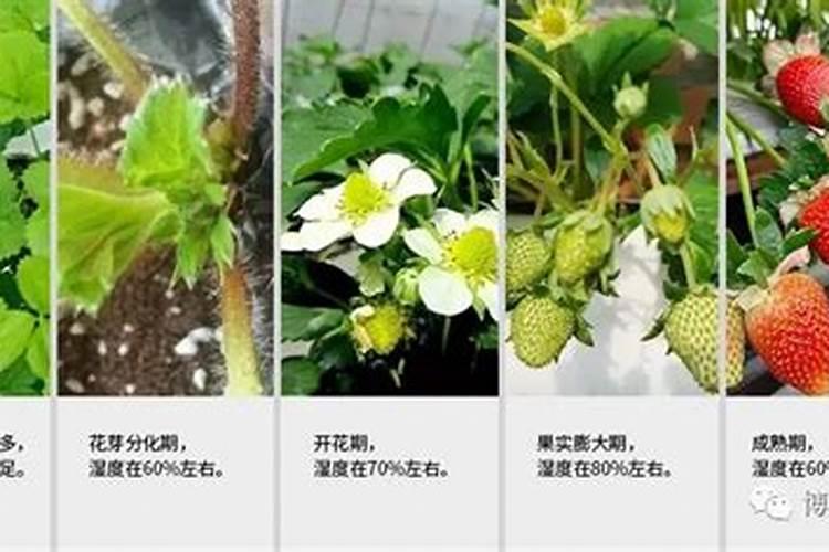 问:连续阴天,严重影响大棚草莓的开花结果怎么办