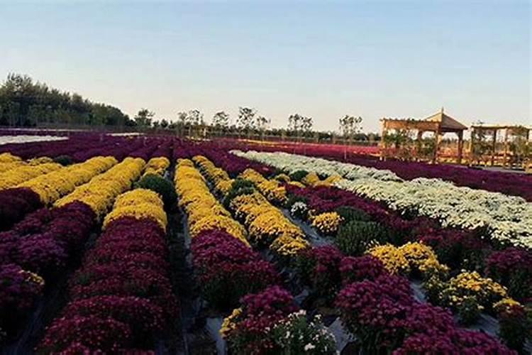 菊花哪时候施肥比较好 菊花什么时候施肥