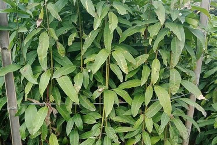芒果施什么肥
