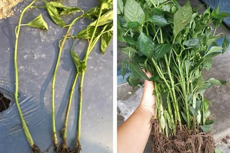 草莓苗的定根水可以浇生根肥吗？