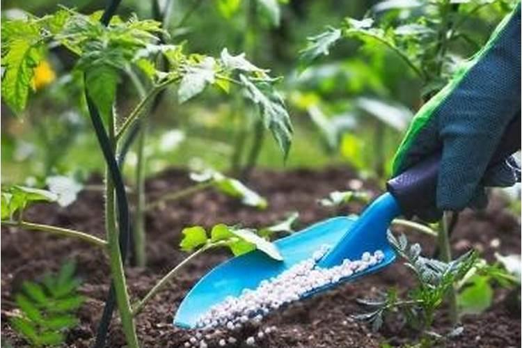 植物施钾肥应间隔多久 植物施钾肥的最佳时间间隔是多久？