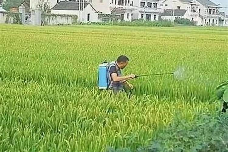 尿素当叶面肥使用方法