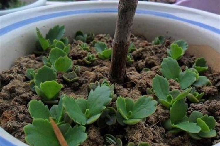 落地生根花期结束用不用把干花掐掉？