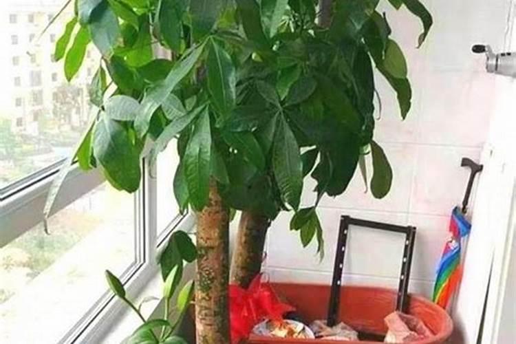 发财树可以用尿素当化肥吗？