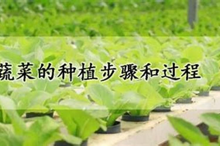 为什么种植油菜要增施硼肥？增施硼肥的好处有哪些？