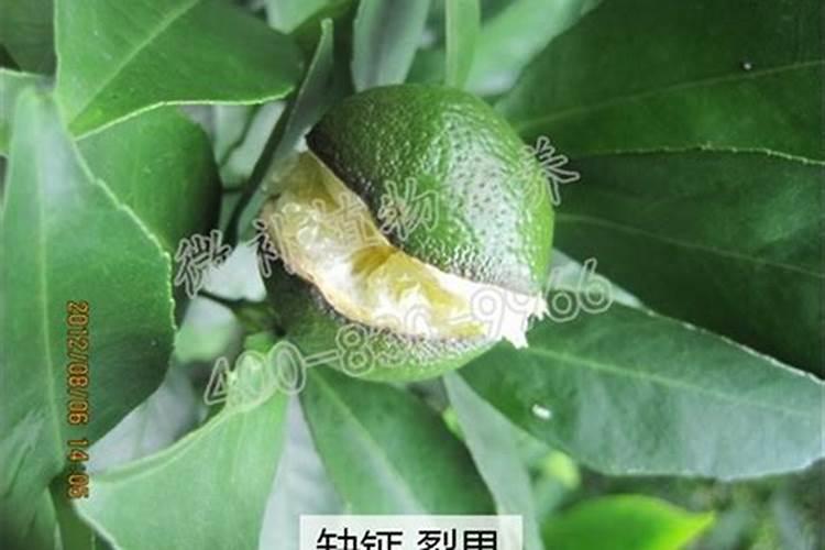 沙糖桔裂果是什么原因