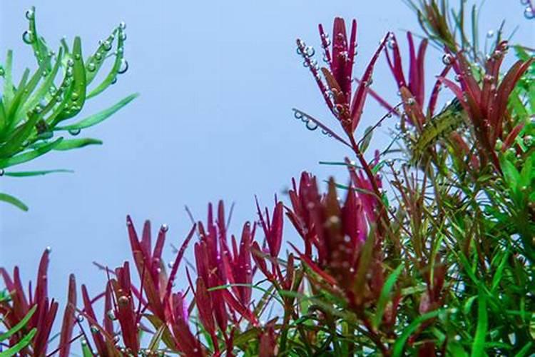 油茶树需打什么药剂来保花保果？