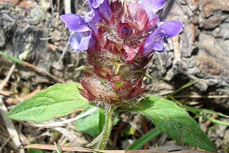 黄芩用什么除草剂