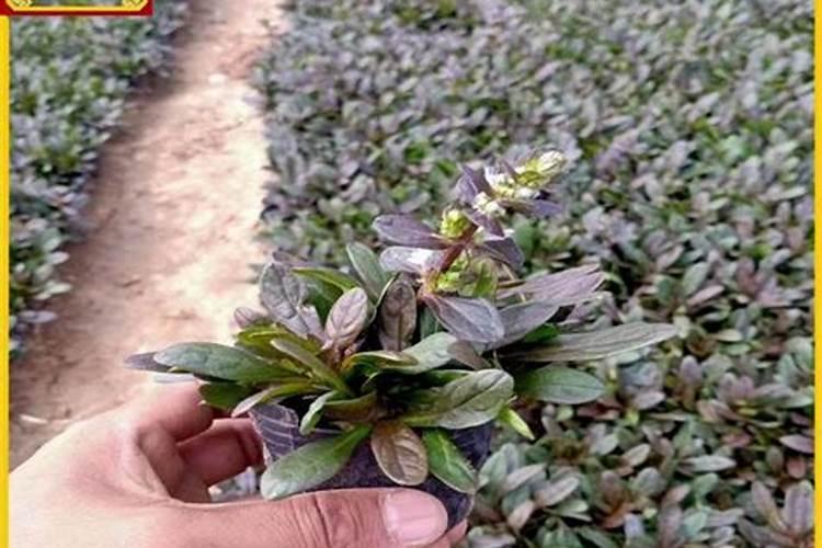 对病人身体有益的蔬菜有哪些？吃了有哪些功效呢？