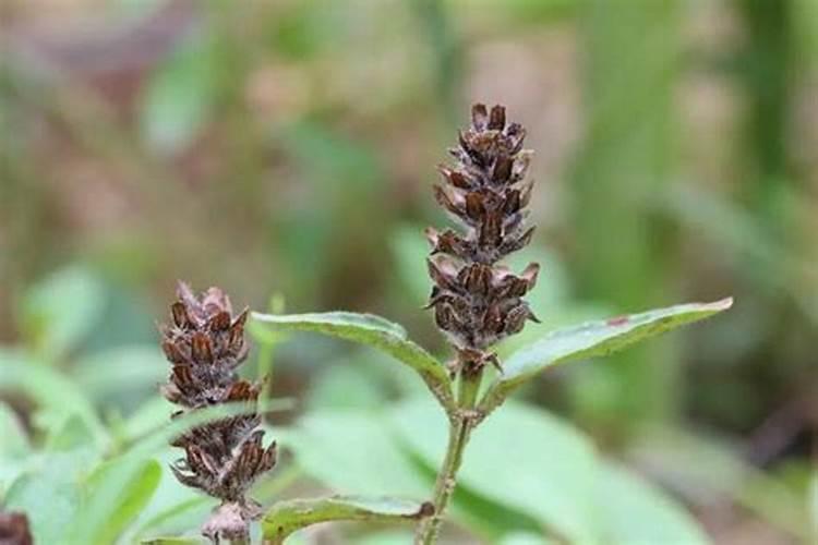 黄芩用什么除草剂？