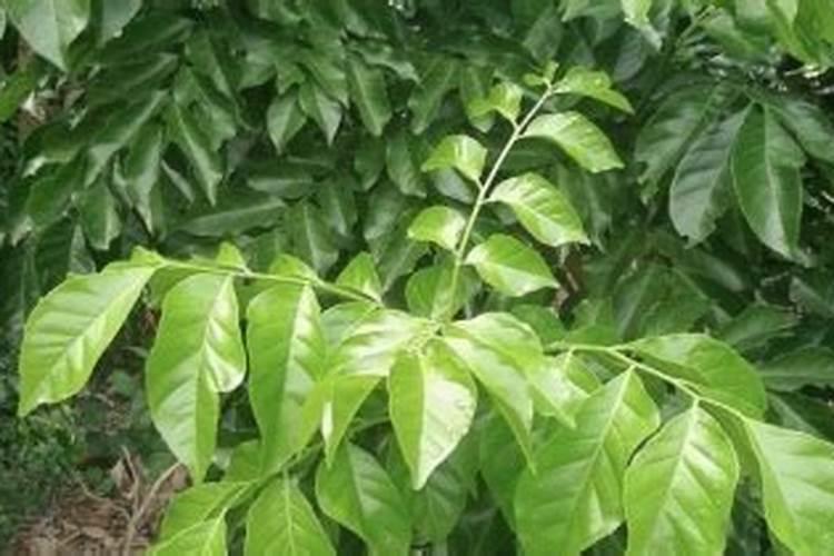 黄皮树怎样促花保果