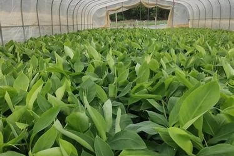 粉蕉用什么肥料最好