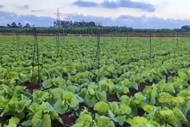 钙肥的作用及施用方法 钙肥对作物的主要作用