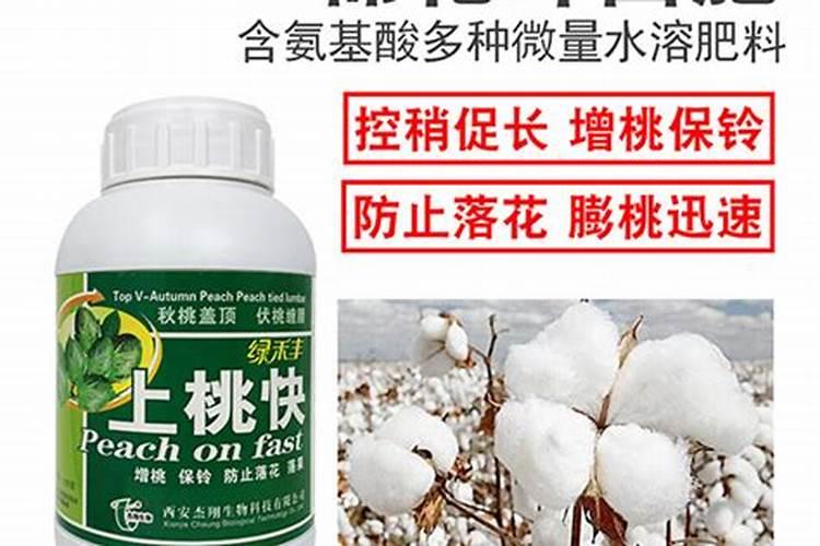 棉花戴帽出土喷什么叶面肥好？