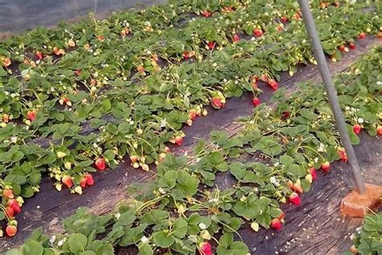 草莓施肥用什么肥料 草莓施肥使用的肥料介绍