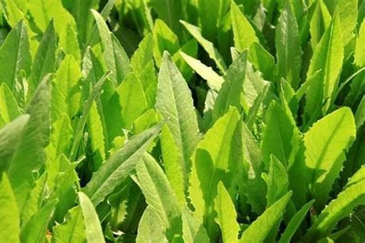 大棚油麦菜几天施肥,什么肥料好