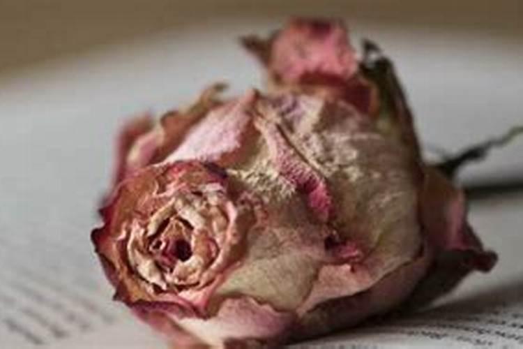 花瓣可以放花盆里当肥吗