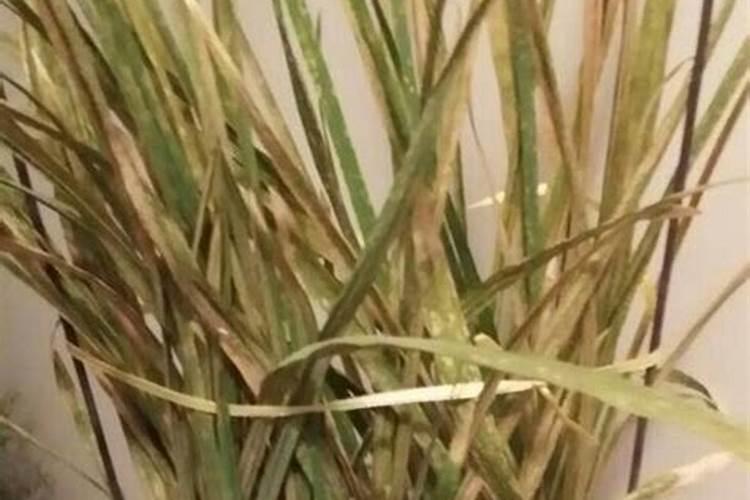 兰花边叶老发黄什么原因