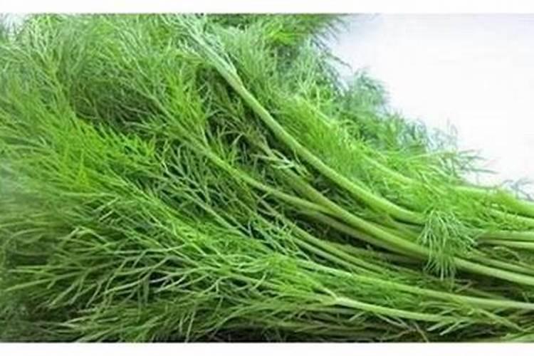 茴香种植技术适合阳台吗,阳台盆栽小茴香种植的步骤