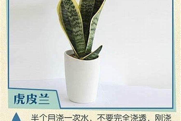 平安树养殖方法.(平安树养殖方法？)